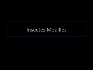 Insectes Mouillés 