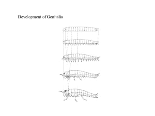 Development of Genitalia
 