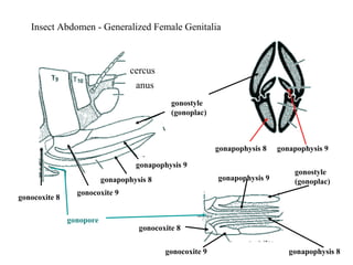 Insect Abdomen - Generalized Female Genitalia
gonostyle
(gonoplac)
gonapophysis 8
gonapophysis 9
gonocoxite 9
gonocoxite 8
gonapophysis 9gonapophysis 8
gonostyle
(gonoplac)gonapophysis 9
gonapophysis 8gonocoxite 9
gonocoxite 8
gonopore
cercus
anus
 