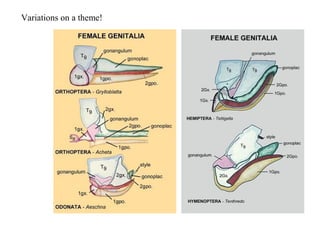 Variations on a theme!
 