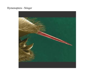 Hymenoptera - Stinger
 