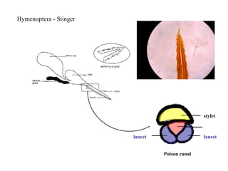 Hymenoptera - Stinger
stylet
lancet
Poison canal
lancet
 