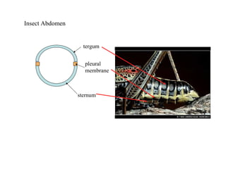Insect Abdomen
tergum
sternum
pleural
membrane
 