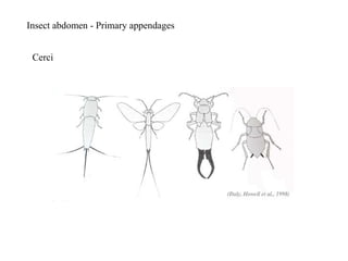 Insect abdomen - Primary appendages
Cerci
 
