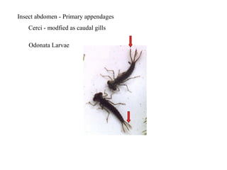 Insect abdomen - Primary appendages
Cerci - modfied as caudal gills
Odonata Larvae
 