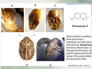 Fast Growth Insect Comprehensive Overview of Insect Growth Regulators and Their Role in ...