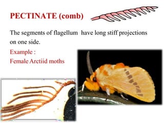 Pectinate Spur Insect insect head.pptx