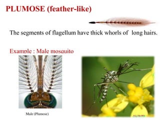 Pelopeaous Insect insect head.pptx