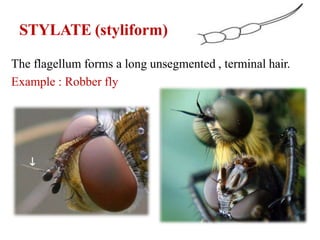 Stylet Insect Part insect head.pptx