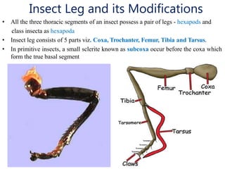 insect head.pptx