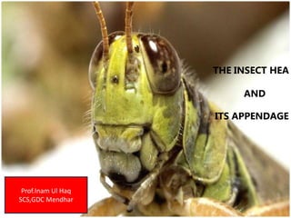 5
THE INSECT HEA
AND
ITS APPENDAGE
Prof.Inam Ul Haq
SCS,GDC Mendhar
 