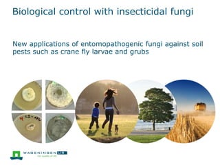 Biological control with insecticidal fungi
New applications of entomopathogenic fungi against soil
pests such as crane fly larvae and grubs
 