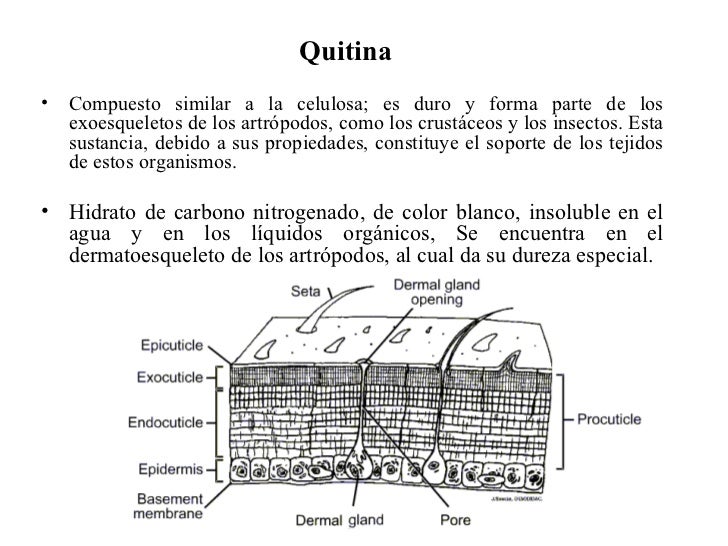 Insecticidas inhibidores de quitina