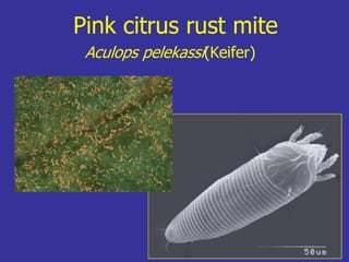 Insecticide classifications and toxicity.pdf