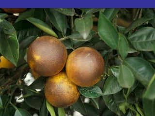 Insecticide classifications and toxicity.pdf