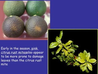 Insecticide classifications and toxicity.pdf