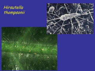 Insecticide classifications and toxicity.pdf