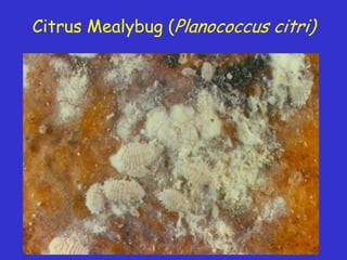 Insecticide classifications and toxicity.pdf