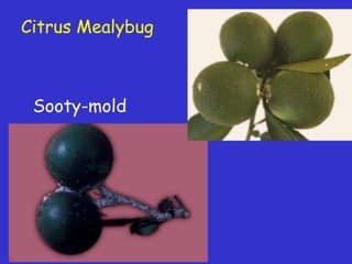 Insecticide classifications and toxicity.pdf