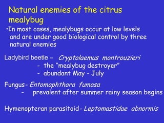 Insecticide classifications and toxicity.pdf