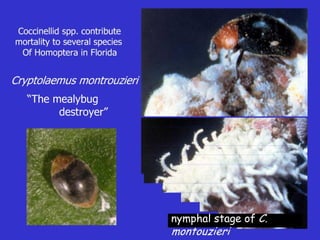 Insecticide classifications and toxicity.pdf