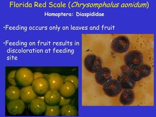 Insecticide classifications and toxicity.pdf