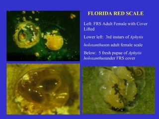 Insecticide classifications and toxicity.pdf