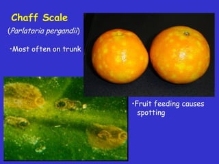 Insecticide classifications and toxicity.pdf