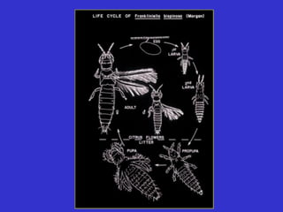 Insecticide classifications and toxicity.pdf