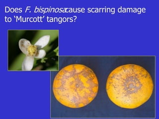 Insecticide classifications and toxicity.pdf