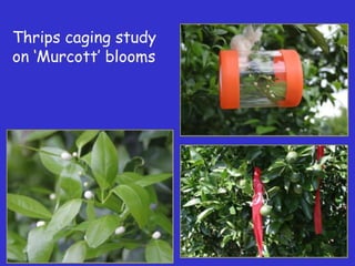 Insecticide classifications and toxicity.pdf