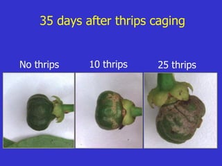 Insecticide classifications and toxicity.pdf