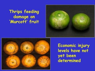 Insecticide classifications and toxicity.pdf