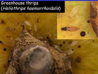 Insecticide classifications and toxicity.pdf