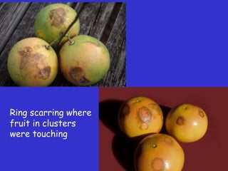 Insecticide classifications and toxicity.pdf