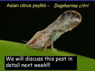 Insecticide classifications and toxicity.pdf