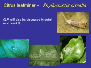 Insecticide classifications and toxicity.pdf