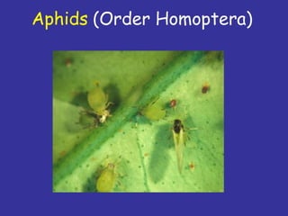 Insecticide classifications and toxicity.pdf