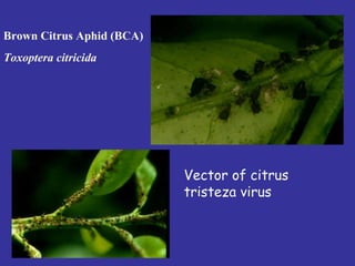 Insecticide classifications and toxicity.pdf