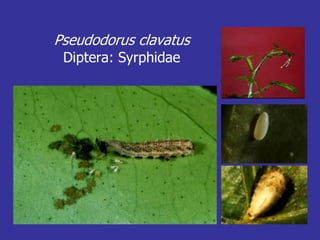 Insecticide classifications and toxicity.pdf