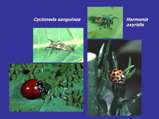 Insecticide classifications and toxicity.pdf