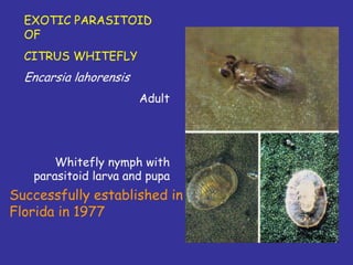 Insecticide classifications and toxicity.pdf