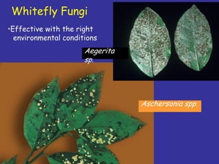 Insecticide classifications and toxicity.pdf