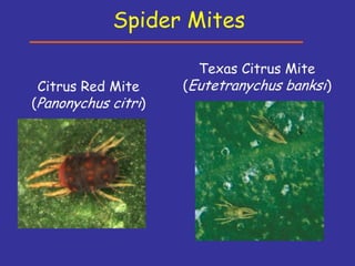 Insecticide classifications and toxicity.pdf