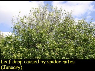 Insecticide classifications and toxicity.pdf