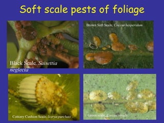 Insecticide classifications and toxicity.pdf