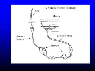Insecticide classifications and toxicity.pdf