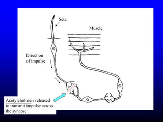 Insecticide classifications and toxicity.pdf