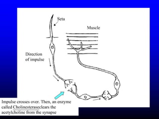 Insecticide classifications and toxicity.pdf