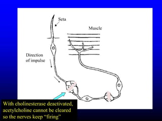 Insecticide classifications and toxicity.pdf